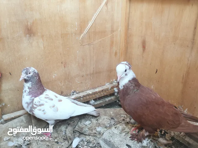 حمام نفس لبصورة