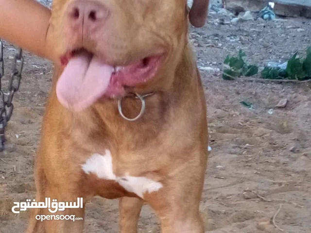 كلب بيتبول