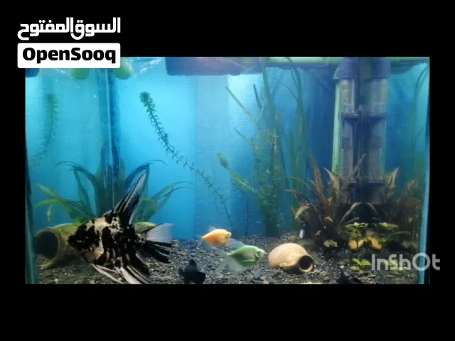 حوض اسماك طبيعي 45.40.40، غطاء زجاجي