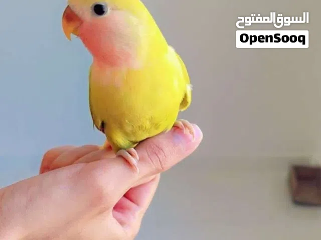 سلام عليكم طير غندورة اليف للبيع على وجه فطام ..................................................  ..