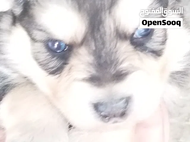 جروه هاسكي الاسكا مالموت ابو عيون زرق