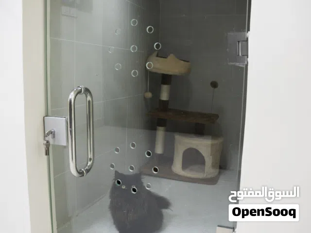 (( THE PET ZONE CENTER))مركز تدريب الكلاب والفندق الفاخر للكلاب والقطط — حيث تلتقي الاحترافية بالرفا