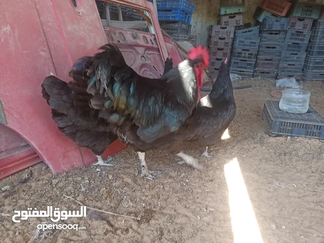 انتاج استرلوب عمر اربعه شهور من هادي الامهات