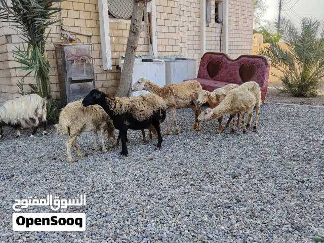 جعد للبيع اقرا الوصف تحت لا يفوتك