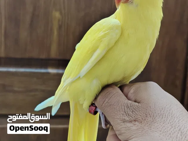 ببغاء درة لاتينو اصفر  عين حمرة حجم جامبو لي عشاق التميز