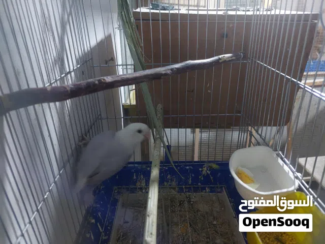 انثى / طيرة روز باليد اوبلاين نهدي مستوى اول شغالة وجاهزة