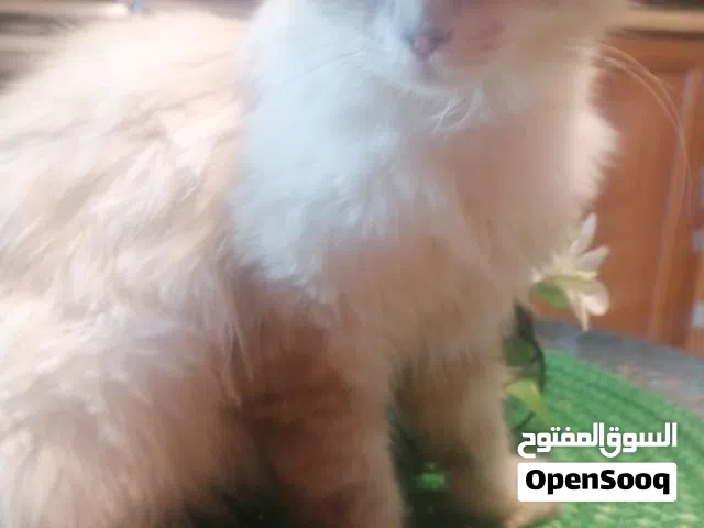 قطه (معقمه)حديثا  هاديه  متعوده على دراي لتربوكس شرط  عدم تخلي عنها