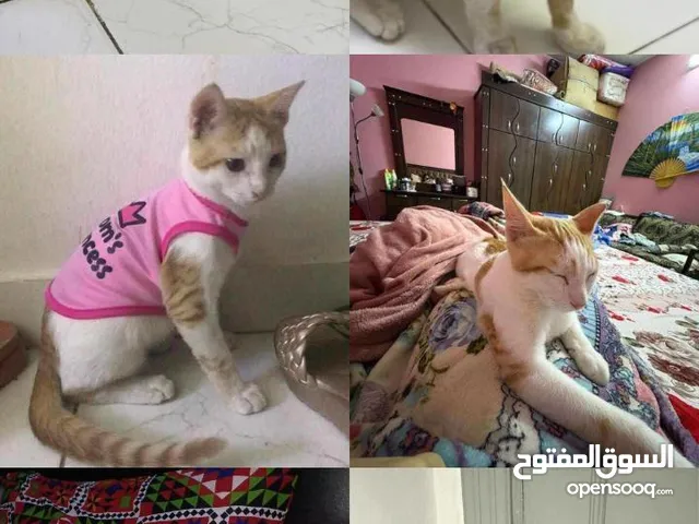 I am selling my male friendly cat want to sell urgently it is so friendly and love