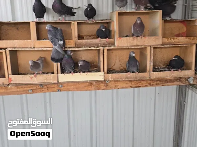 سلام عليكم للبيع حمام لوت شرط الوت والصحه