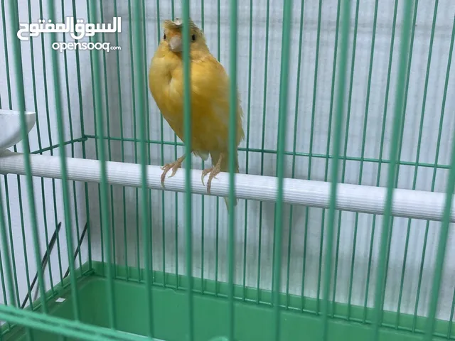 كناري سوري جميييل مع القفص