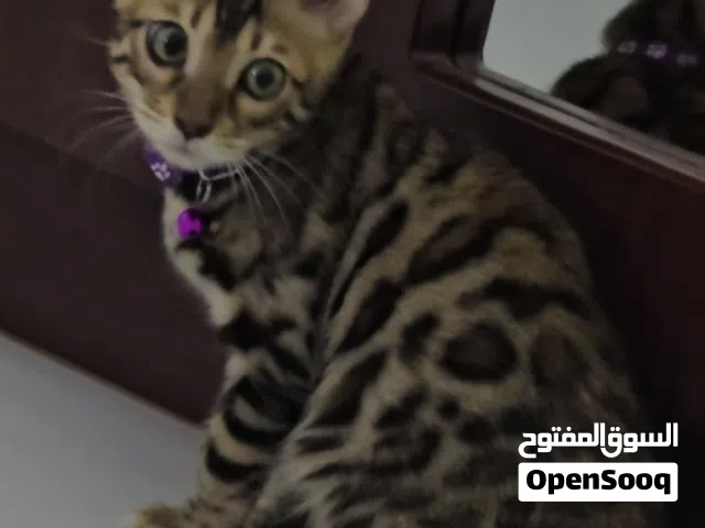 Pure Bengal Kittens