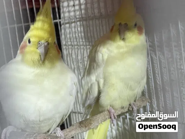 طيور كوكتيل