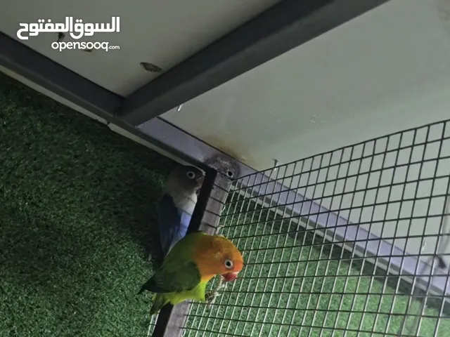 غندورات  للبيع  بياضات  افريقي