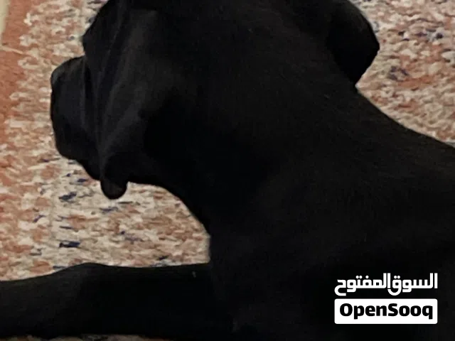 لابرادور ريتريفر الامريكي العمر 3 شهور