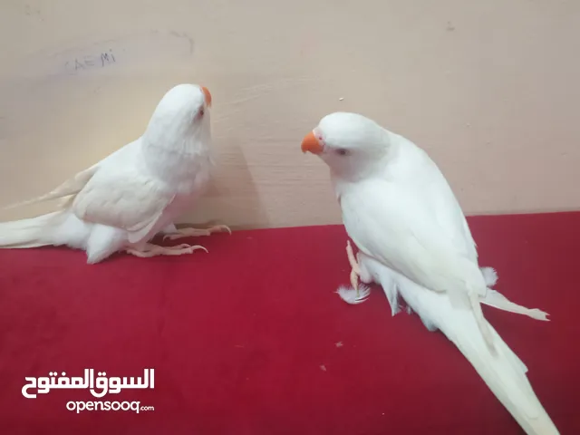 بغباء زوج ذكر وانثئ