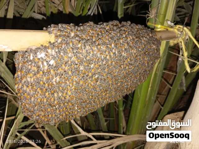 نفته عسل ابو طويق