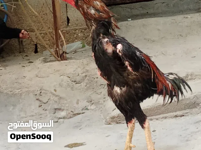 السلام وعليكم فحل هراتي طير رس طيب فايز شريطين بعمر لل11 شهر عمره هسه سنه 3 أشهر قياس