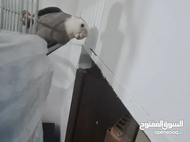 كوكتيل  واحد وايت فيس