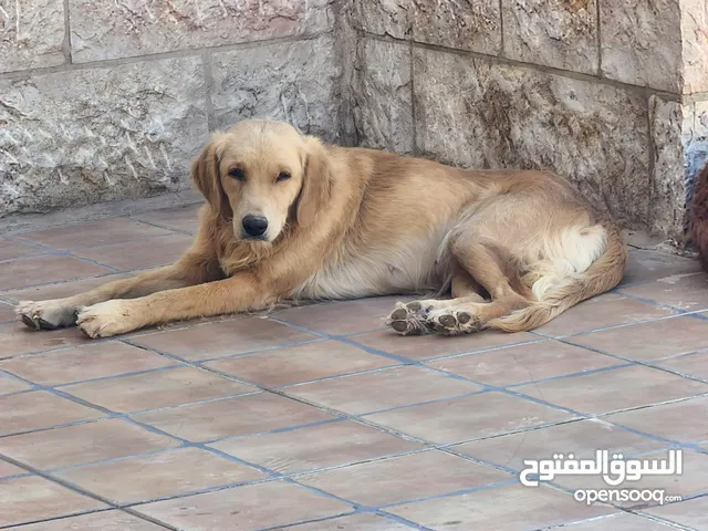 انثى جولدن ريتريفر سنة واحدة للبيع ... و ذكر عمر 4 سنوات للتبني مجانا .. Golden Retriever