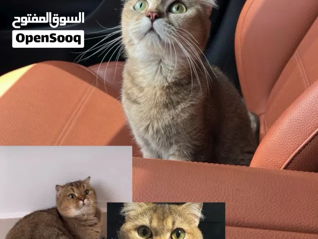 قطه سكوتش فولد للبيع نادره جدااا !!! Scottish fold for sale very rare !!!