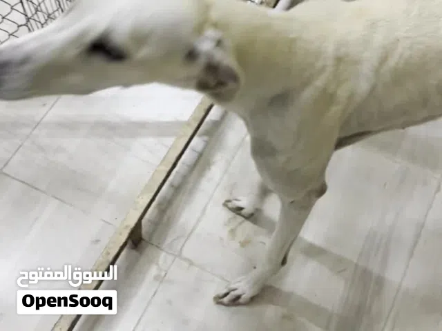 كلب سلوقي للتبني