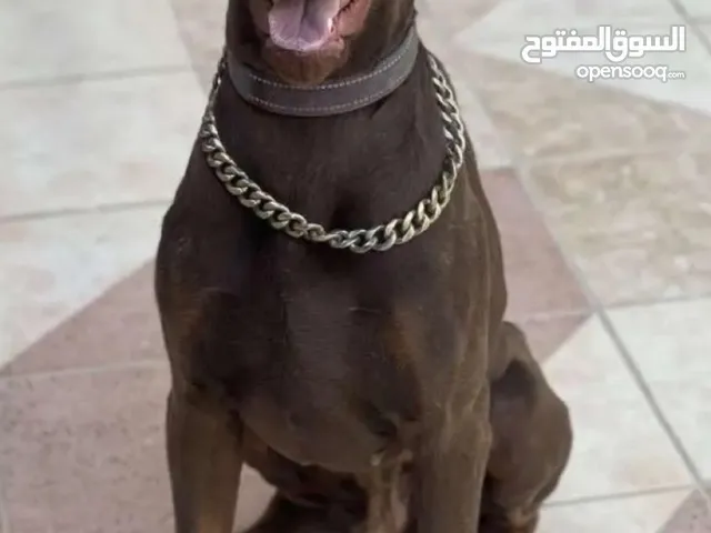 كلب دوبرمان للبيع