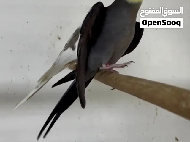 Productive male Cocktaile For sale