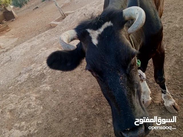 اقرا اضحيه للبيع