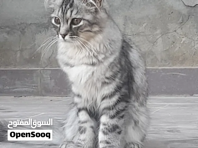 قط شيرازي ربي يبارك