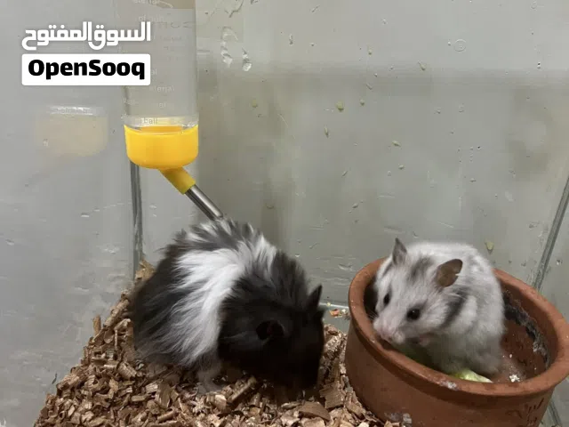 زوج هامستر نثيه حامل اقره لوصف