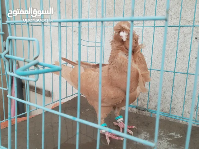 جوزين مخاليف جوز  كشكي اصفر وجوز مسكي