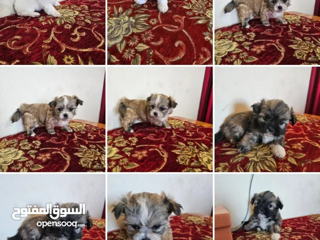 4 shih tzu puppies for sale