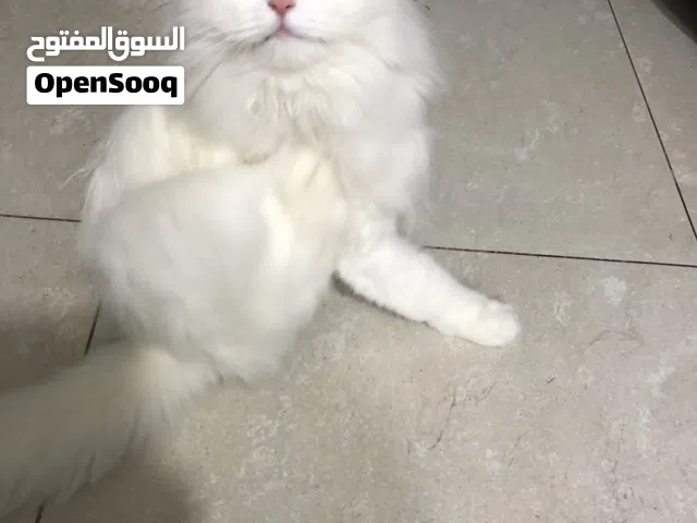 قط للتبني مجانا