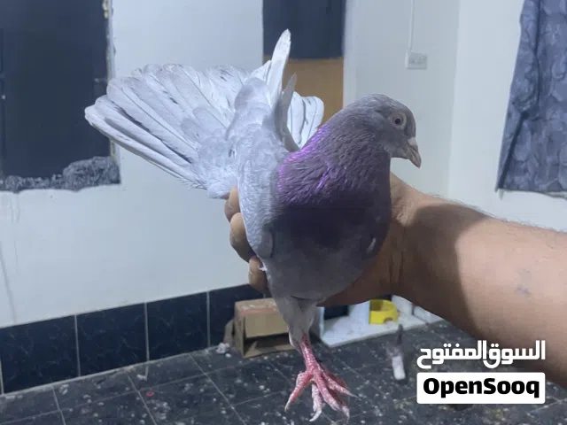 طيور طيبات كلش اقره الوصف