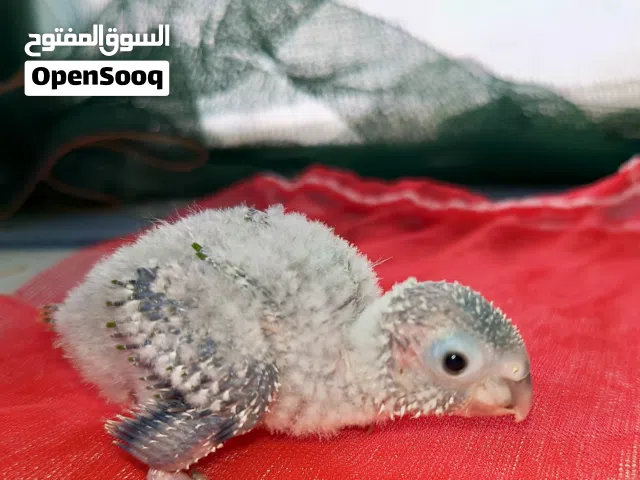 للبيع فرخ كنيور قرين شيك