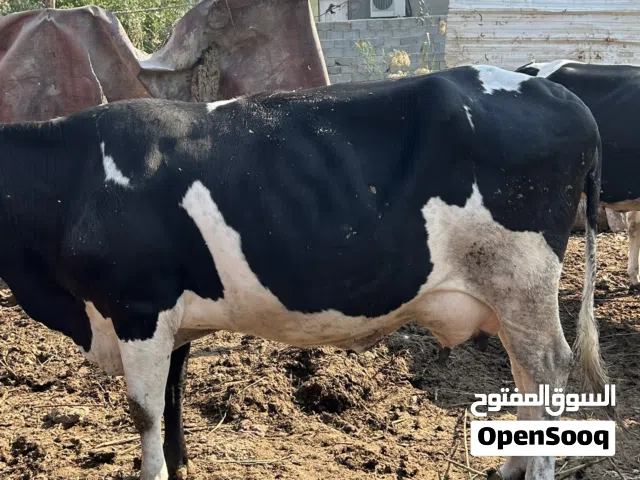 بقره استراليه ام رابع ورها عجل عمره شهرين