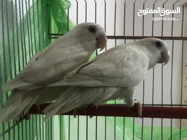 جوز روز البينو بيور بدون ولا لطشه ابيض ساده جوز شغال بالصلاه على النبي تفاصيل بالوصف