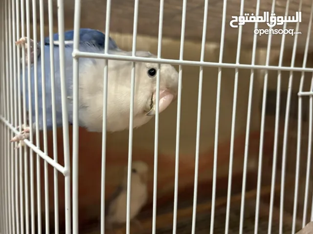 زوج روز وفرخها المفطوم