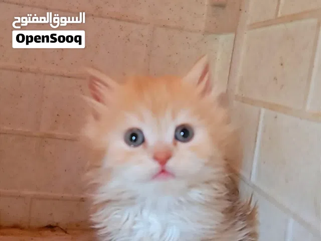 قطط شيرازي بيور
