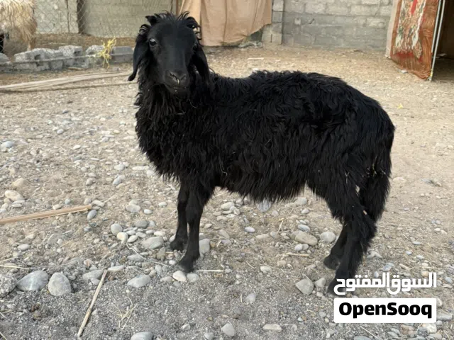 كبش عماني للبيع