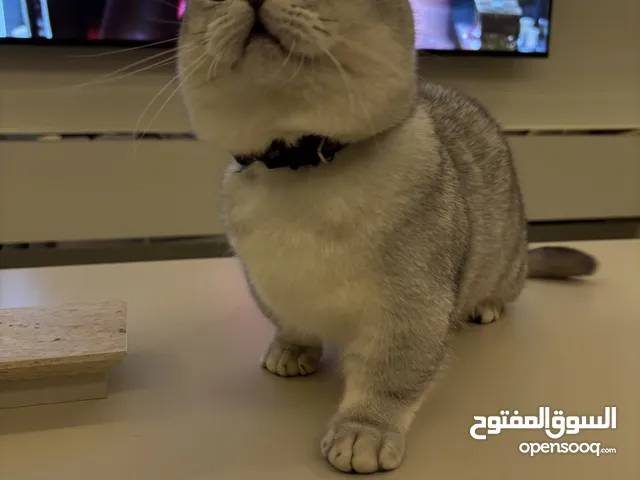 مون جكن ذكر Ns شورت هير . العمر سنه
