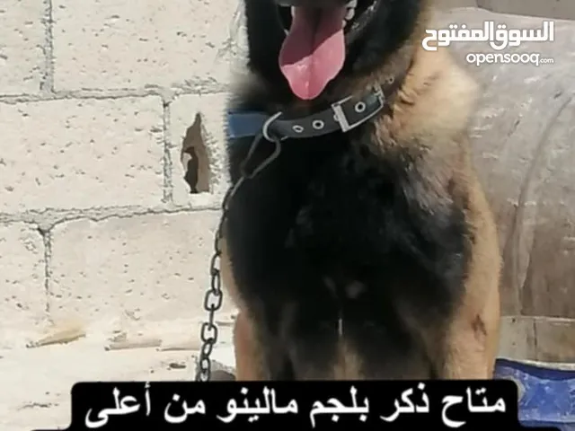 بلجم مالينو مستوى عالي جدا مدرب طاعة وشراسه