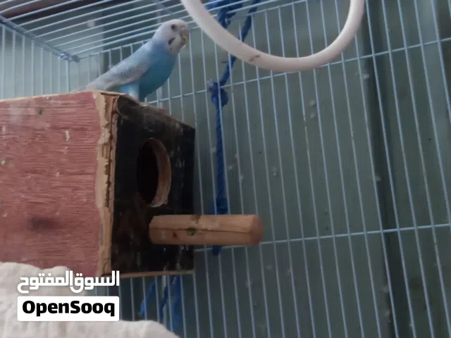 طائر  بادجي او طائر الحب  للبيع