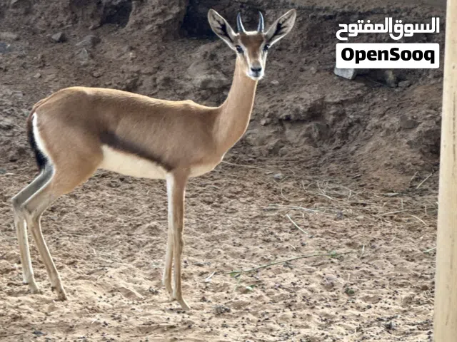 مطلوب عزال الدماني انثا و ذكر  كبار انتاج