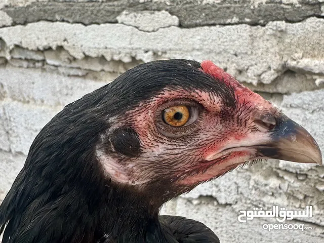 Pure thailandi female دياية بيور تايلندي ساس فاخر