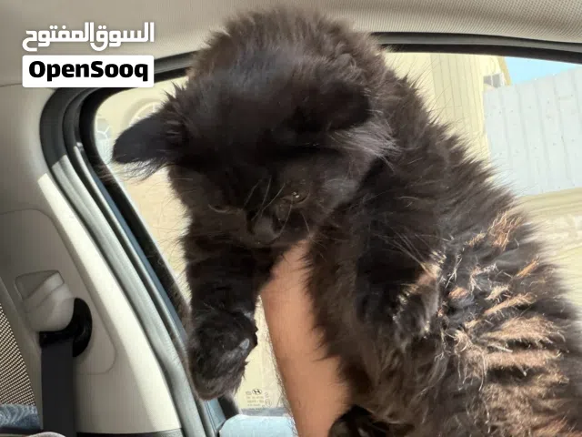 كيتن شرازي للبيع