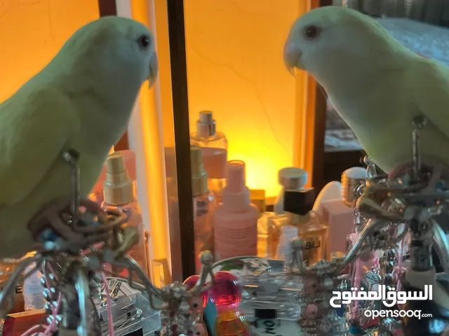 جوز روز اليفات