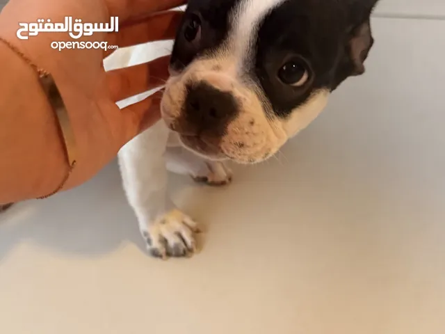French bulldog puppy for loving families. Crate trained , potty trained