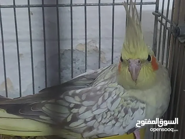 انثى كوكتيل بياضة مع قفص للبيع