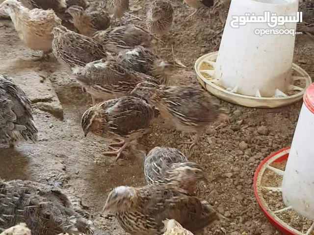 سمان للبيع السعر : 3بريال لايوجد توصيل